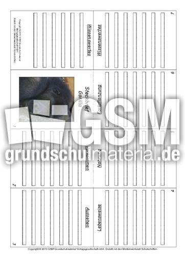 Faltbuch-Gorilla.pdf